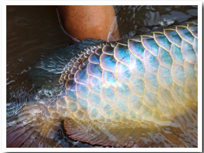 Blue Base Golden Arowana