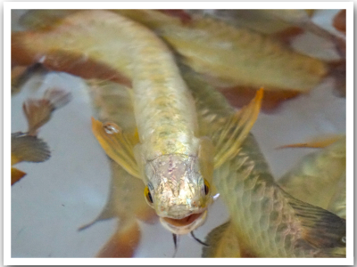 Golden Head Arowana