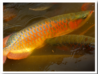 red arowana